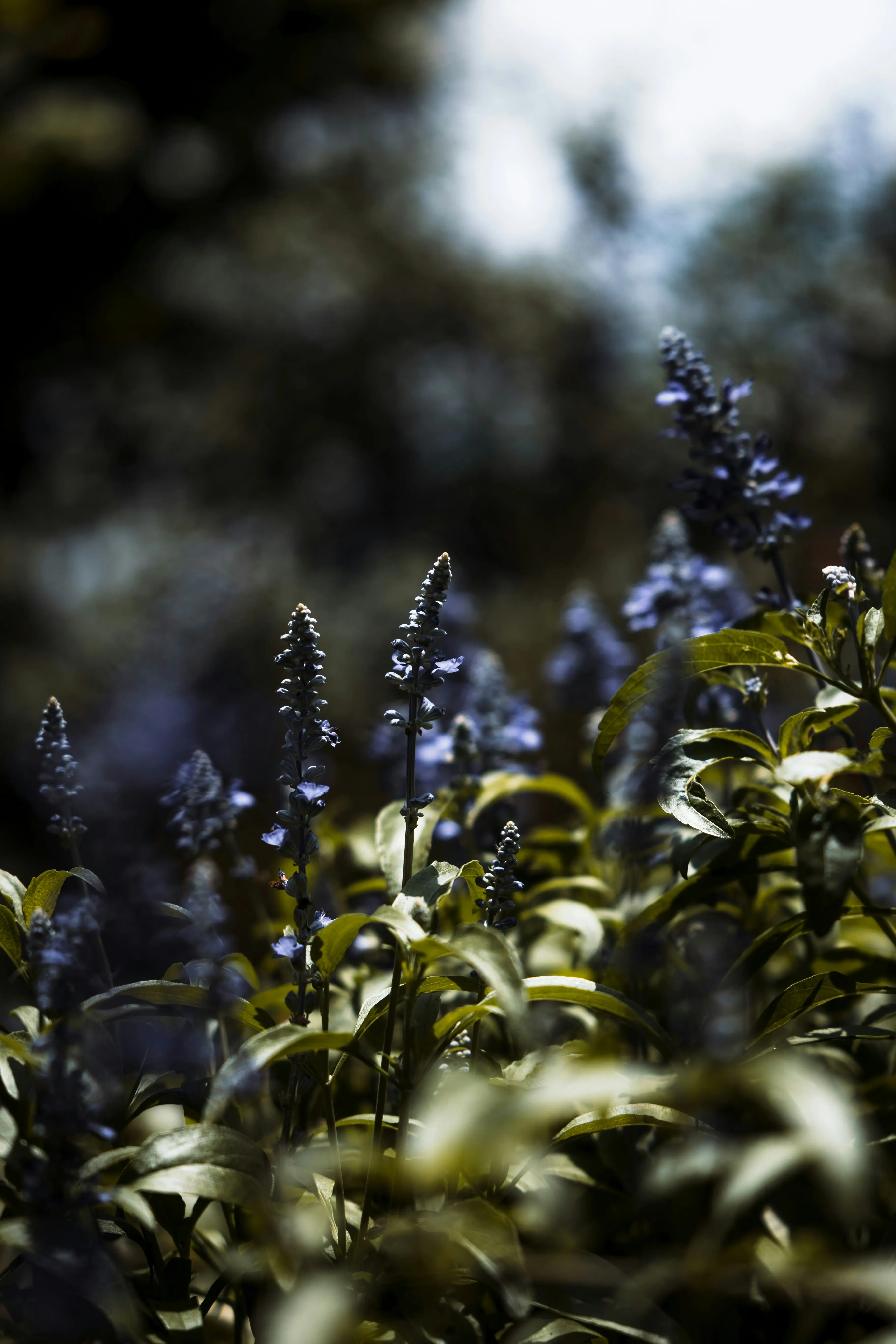 Surviving Stark County Clay: The Best Plants and Mulch for Your Canton Yard