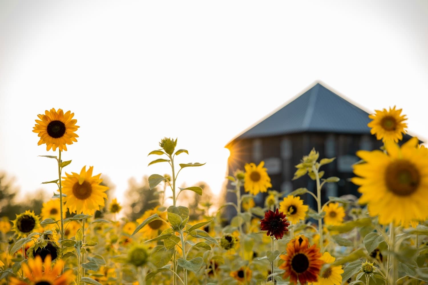 1885 Farms cover photo