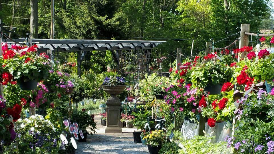Lafayette Forest Nursery cover photo