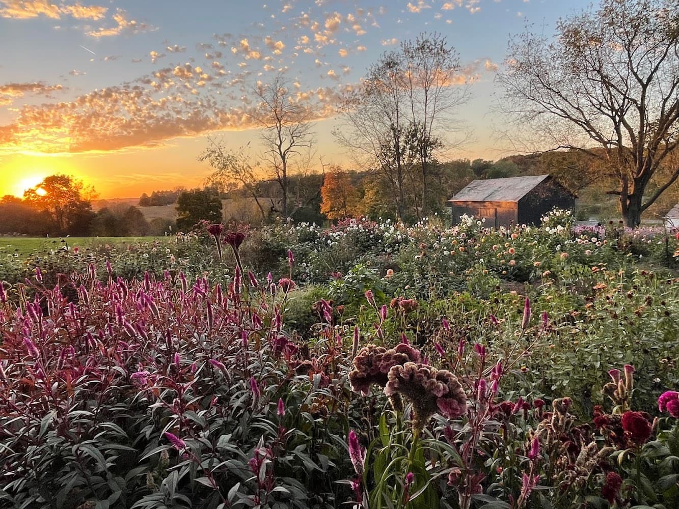 Magnolia Spring Farm cover photo