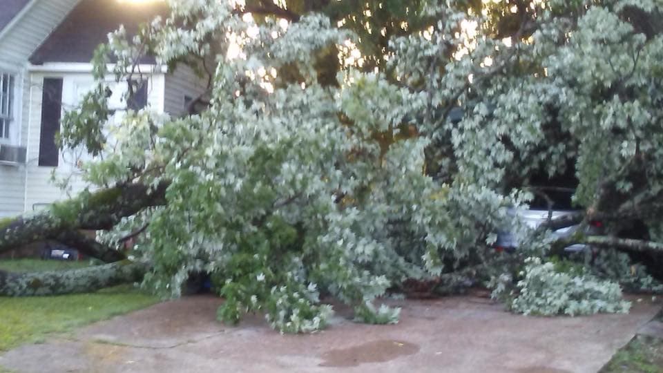 Mike's Tree Service & Landscaping, LLC cover photo