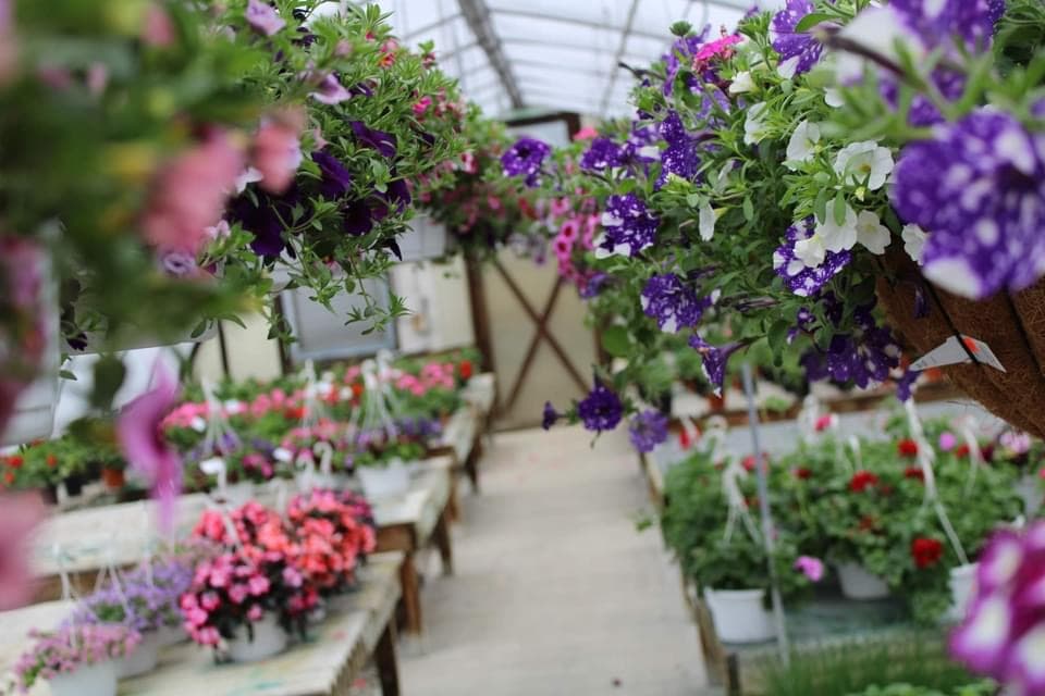 Miller's Flowerland cover photo