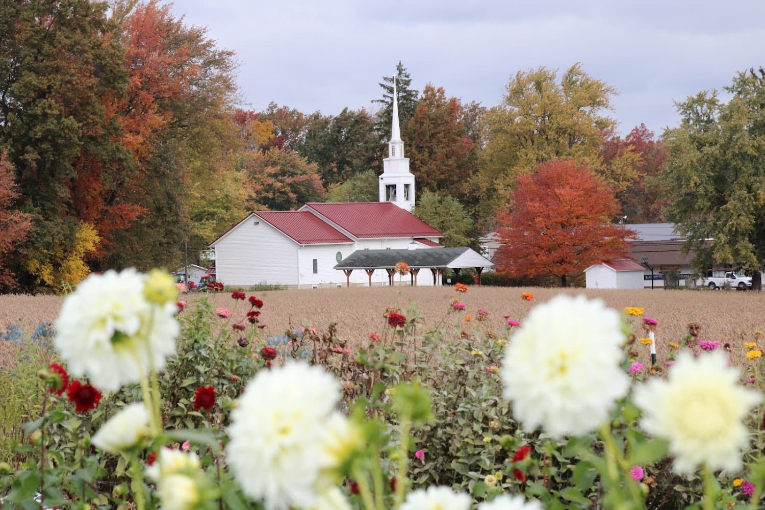 Sunshine Flower Farm cover photo